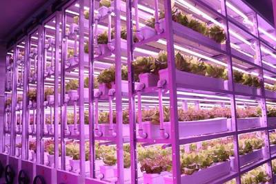 農(nóng)業(yè)高科技助力卡塔爾世界杯,中國(guó)植物工廠成功“出圈”